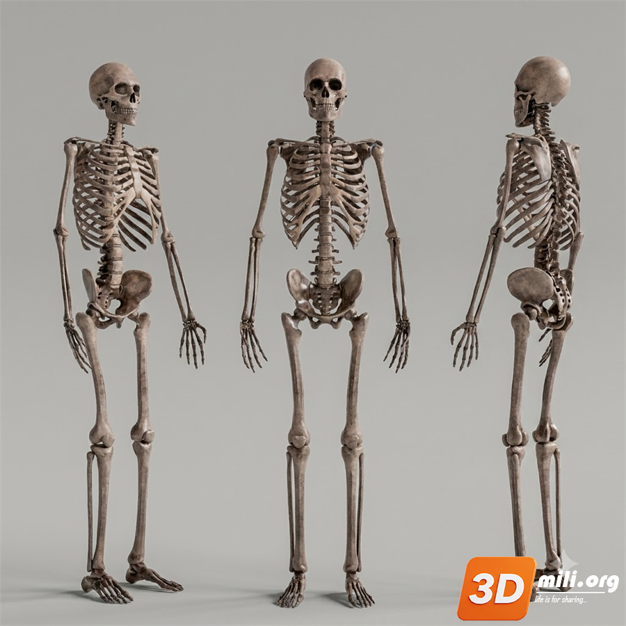 Medical Equipment Skp Files